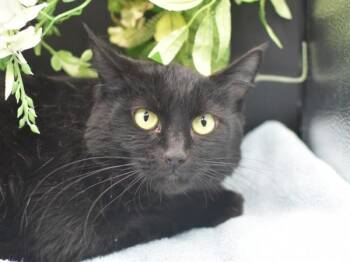 Domestic Medium Hair Cats Available for Adoption in Portland, Oregon - Juliet | PetCurious
