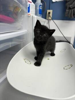 BLACK JACK* -  Domestic Short Hair Cat Available for Adoption in Santa Cruz, California - BLACK JACK* | PetCurious