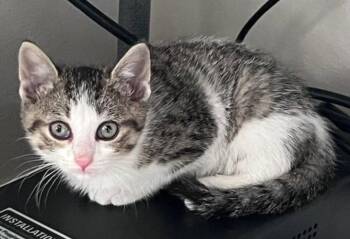 Sally (Bonded with Simon) -  Domestic Short Hair and Tabby Cat for Adoption in Williamsburg, Iowa - Sally (Bonded With Simon) | PetCurious
