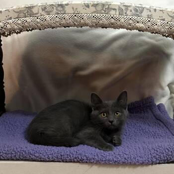 Sneezy 1934GoldenVicary08_C -  Domestic Short Hair Cat for Adoption in Columbia, Missouri - Sneezy 1934GoldenVicary08_C | PetCurious