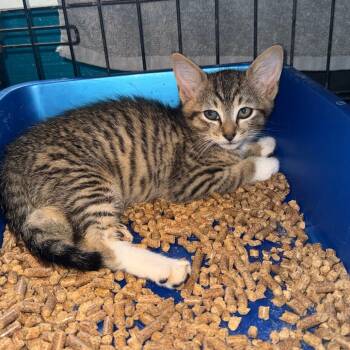 Gulliver -  Domestic Short Hair Cat for Adoption in New York, New York - Gulliver | PetCurious