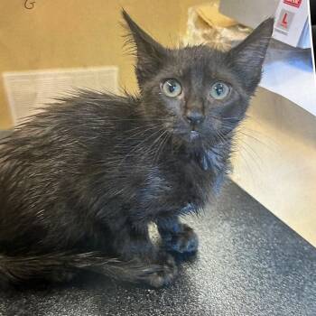 Hufflepuff -  Domestic Short Hair Cat for Adoption in Lake Panasoffkee, Florida - Hufflepuff | PetCurious