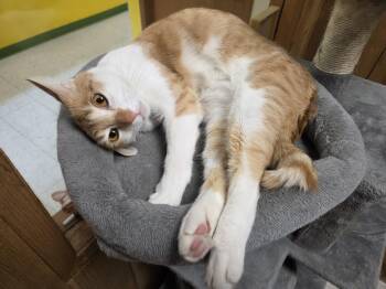 Toby -  Domestic Short Hair Cat for Adoption in Spokane Valley, Washington - Toby | PetCurious