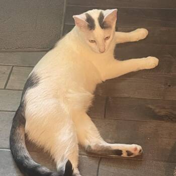 Smudge -  American Shorthair Cat for Adoption in Overland Park, Kansas - Smudge | PetCurious