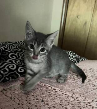 Splash -  Domestic Short Hair Cat for Adoption in Bossier City, Louisiana - Splash | PetCurious