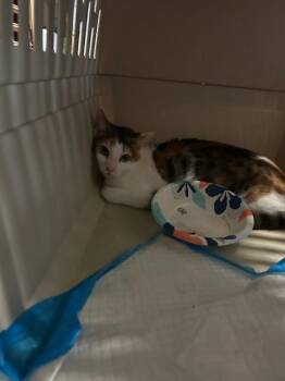 Domestic Short Hair Cats Available for Adoption in Ocala, Florida - A380339 | PetCurious
