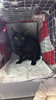 Thomas Cat 9 -  Domestic Short Hair Cat Available for Adoption in New Braunfels, Texas - Thomas Cat 9 | PetCurious