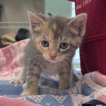 Katniss -  Domestic Short Hair Cat for Adoption in Saint Charles, Missouri - Katniss | PetCurious