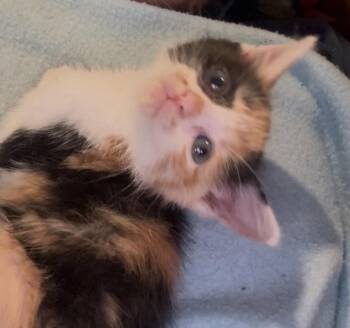 Kristy -  Calico Cat for Adoption in Georgetown, Kentucky - Kristy | PetCurious