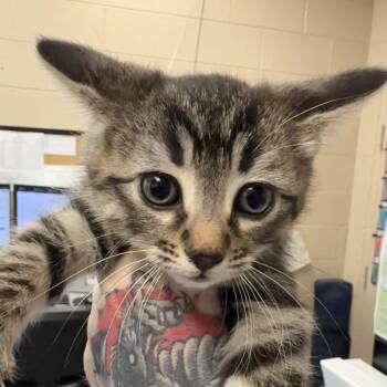 Moonstone -  Domestic Short Hair Cat for Adoption in Troy, Virginia - Moonstone | PetCurious