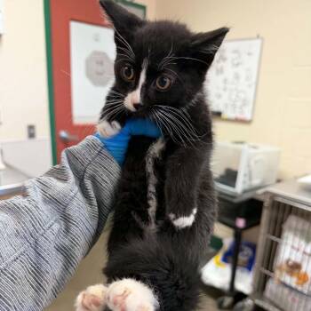 Domestic Short Hair Cats Available for Adoption in Reno, Nevada - Meridian | PetCurious