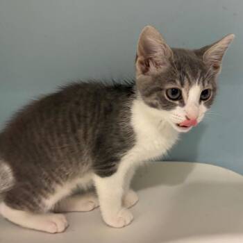 Fauna -  Domestic Short Hair Cat for Adoption in Chattanooga, Tennessee - Fauna | PetCurious