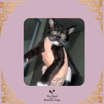 Victoria -  Domestic Short Hair Cat for Adoption in Cumberland, Rhode Island - Victoria | PetCurious