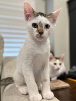 Nutmeg -  Domestic Medium Hair and Turkish Van Cat for Adoption in Houston, Texas - Nutmeg | PetCurious