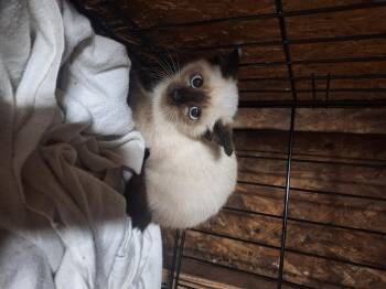 Rescue Siamese Cats for Adoption in Polk City, Florida - Am | PetCurious