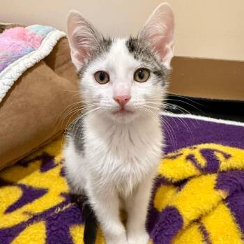 Elvis -  Domestic Short Hair Cat for Adoption in Agoura Hills, California - Elvis | PetCurious