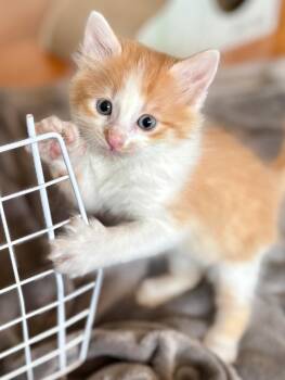 Domestic Short Hair Cats Available for Adoption in Los Angeles, California - Jonathan | PetCurious
