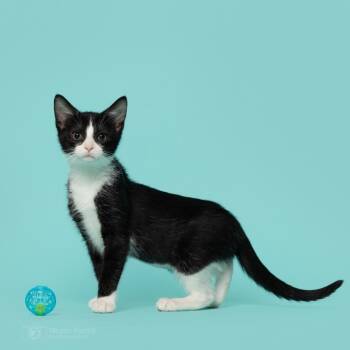 Rescue Domestic Short Hair Cats for Adoption in South Riding, Virginia - Agatha | PetCurious