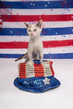 Bebe Proud -  Domestic Short Hair Cat for Adoption in Fort Worth, Texas - Bebe Proud | PetCurious