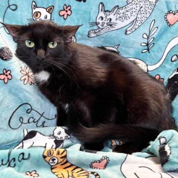 Domestic Short Hair Cats Available for Adoption in Mt. Juliet, Tennessee - Mama Joy | PetCurious