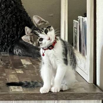 Tofu -  Domestic Short Hair Cat for Adoption in Penryn, California - Tofu | PetCurious
