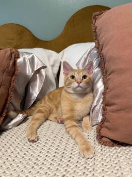 American Shorthair Cats Available for Adoption in Dickson, Tennessee - Sprout | PetCurious