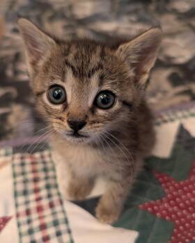 TOOTSIE -  Tabby Cat for Adoption in Elgin, South Carolina - TOOTSIE | PetCurious