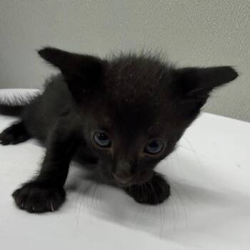 Benji -  Domestic Short Hair Cat for Adoption in Tampa, Florida - Benji | PetCurious
