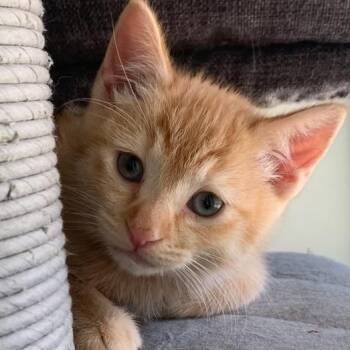 Tabby Cats Available for Adoption - Dusty | PetCurious