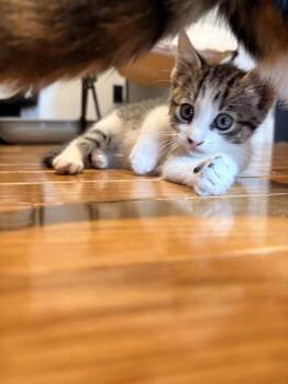 Domestic Short Hair Cats Available for Adoption - Tink | PetCurious