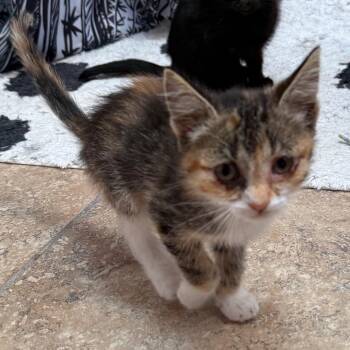 Ethel -  Domestic Short Hair Cat for Adoption in Cedaredge, Colorado - Ethel | PetCurious