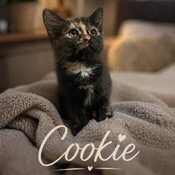 Cookie -  American Shorthair Cat for Adoption in Inman, South Carolina - Cookie | PetCurious