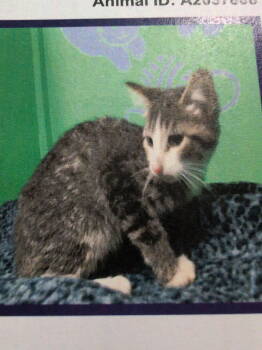 Rescue Domestic Short Hair Cats for Adoption in Parker, Colorado - Dexter | PetCurious