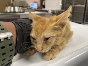 A1927690 -  Domestic Short Hair Cat for Adoption in Thousand Palms, California - A1927690 | PetCurious
