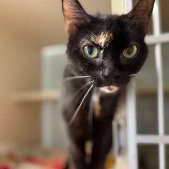 Rescue Domestic Short Hair Cats for Adoption in Cumming, Georgia - Beyberry | PetCurious