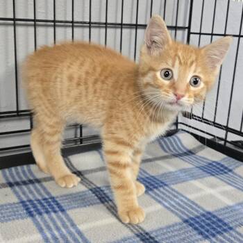 Bob -  Manx and Tabby Cat for Adoption in Keokuk, Iowa - Bob | PetCurious