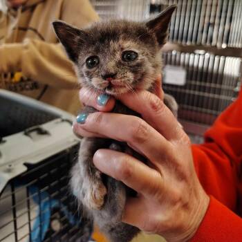 Ashley -  Domestic Short Hair Cat for Adoption in Indiana, Pennsylvania - Ashley | PetCurious