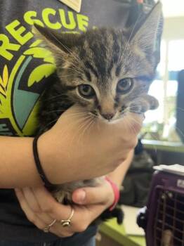 Dain -  Domestic Short Hair Cat for Adoption in Daytona Beach, Florida - Dain | PetCurious