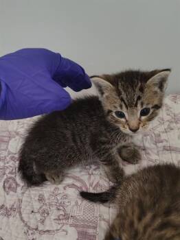 A138272 -  Domestic Short Hair Cat for Adoption in Palmetto, Florida - A138272 | PetCurious