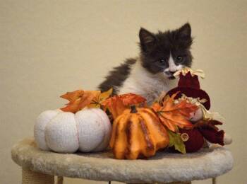 Rescue Domestic Short Hair Cats for Adoption in Colorado Springs, Colorado - RASPBERRY | PetCurious