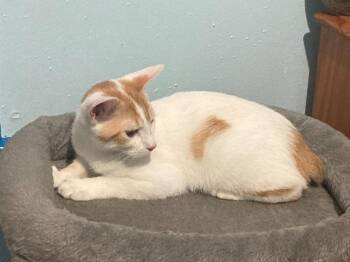 Isaiah26 -  Manx Cat for Adoption in Youngsville, North Carolina - Isaiah26 | PetCurious