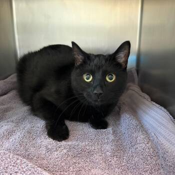 Carlos Santana -  Domestic Short Hair Cat for Adoption in Council Bluffs, Iowa - Carlos Santana | PetCurious