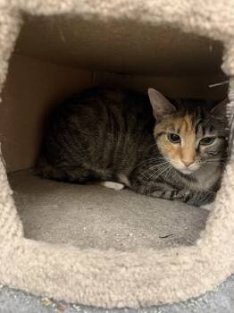 Calico Cats Available for Adoption in Richmond, Virginia - Salsa | PetCurious