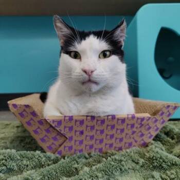 Rob -  Domestic Short Hair Cat Available for Adoption in Voorhees Township, New Jersey - Rob | PetCurious