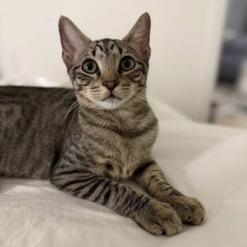 Rescue Domestic Short Hair Cats for Adoption in New York, New York - Puddle | PetCurious