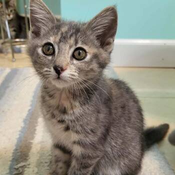 Domestic Short Hair Cats Available for Adoption in Fredericksburg, Virginia - Seven Daggers | PetCurious
