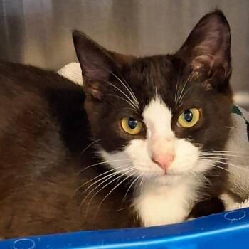 Domestic Short Hair Cats Available for Adoption in Lakeland, Florida - Bastian | PetCurious