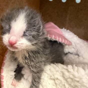 Elf -  Domestic Short Hair Cat for Adoption in Philadelphia, Pennsylvania - Elf | PetCurious