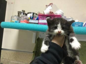 Domestic Short Hair Cats Available for Adoption in Riverside, California - FELICIA | PetCurious