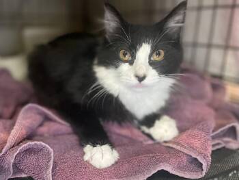Cozy -  Domestic Medium Hair and Tuxedo Cat for Adoption in Oxford, Mississippi - Cozy | PetCurious